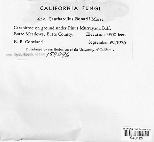 Turbinellus floccosus image
